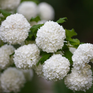 Viburnum European Snowball 3gal
