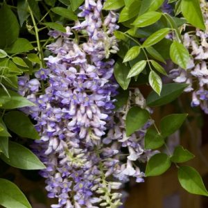 Wisteria Summer Cascade 2gal by First Editions