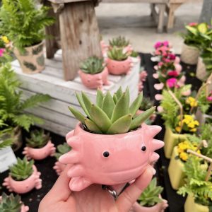 Axolotl Succulent Planter