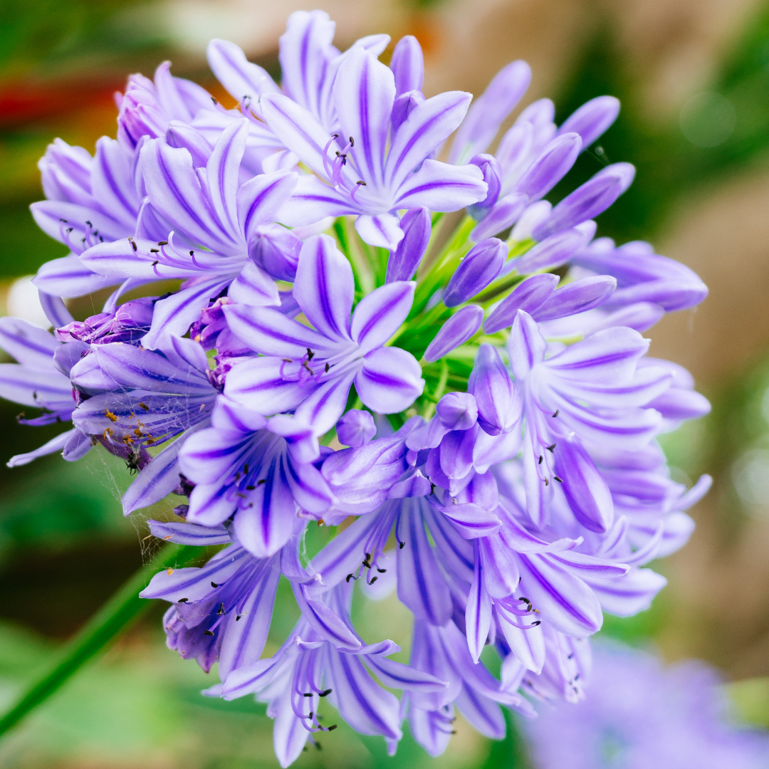 7" Agapanthus