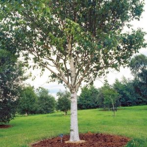 Paper Birch (Jacquemontii) Single Stem (15gal pot)