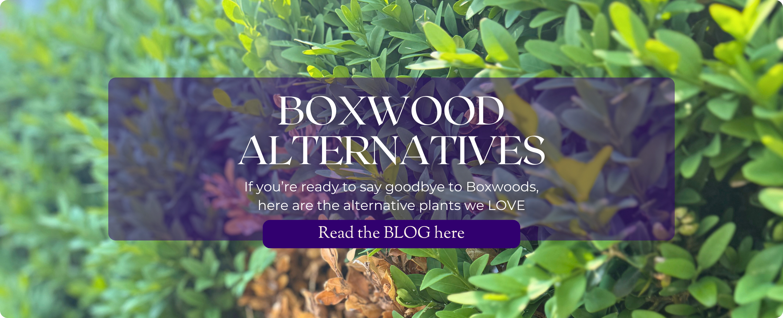 Boxwood Alternatives: Our Favourite Swaps