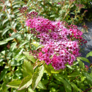Spirea Dart's Red 2gal