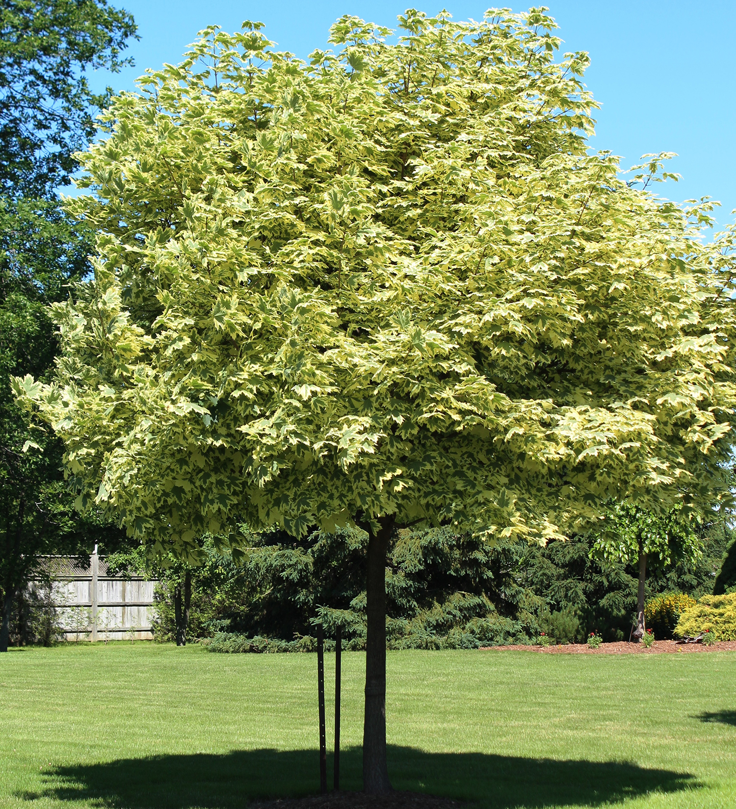Maple Harlequin 10gal