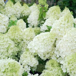 Hydrangea Polar Bear 2gal