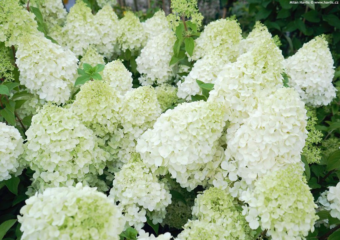 Hydrangea Polar Bear 2gal