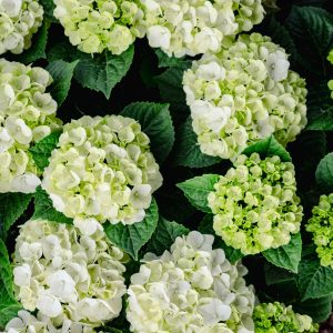 Hydrangea mac Grin and Tonic 2gal by Bloomin' Easy