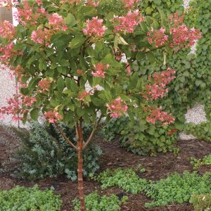 Hydrangea Pink Diamond Treeform 7gal