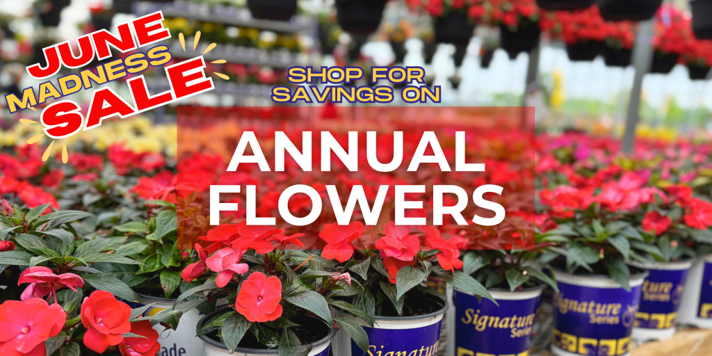 Annual Flowers on sale at TERRA Greenhouses