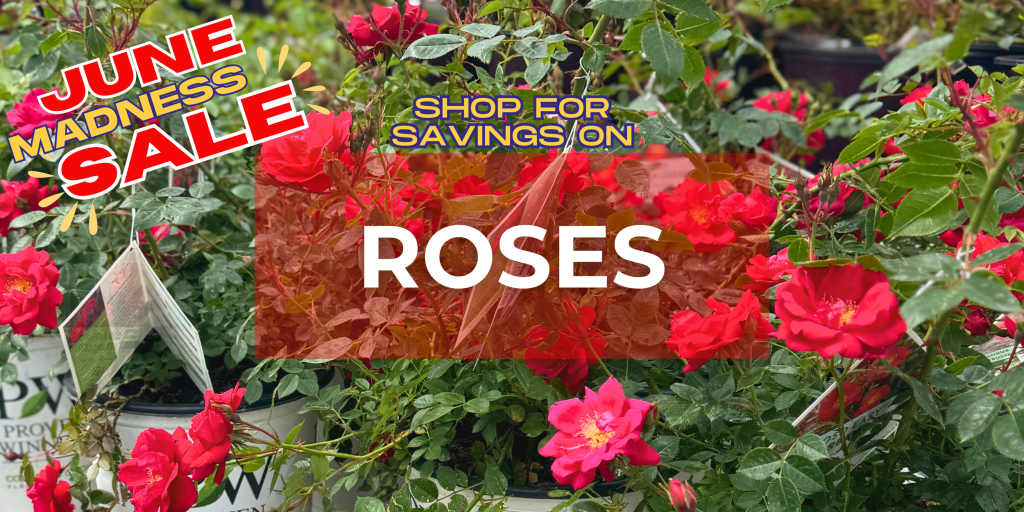 Roses on sale at TERRA Greenhouses