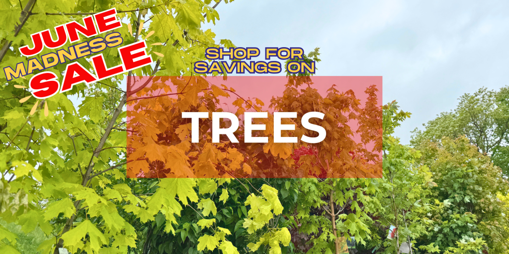 Trees on sale at TERRA Greenhouses