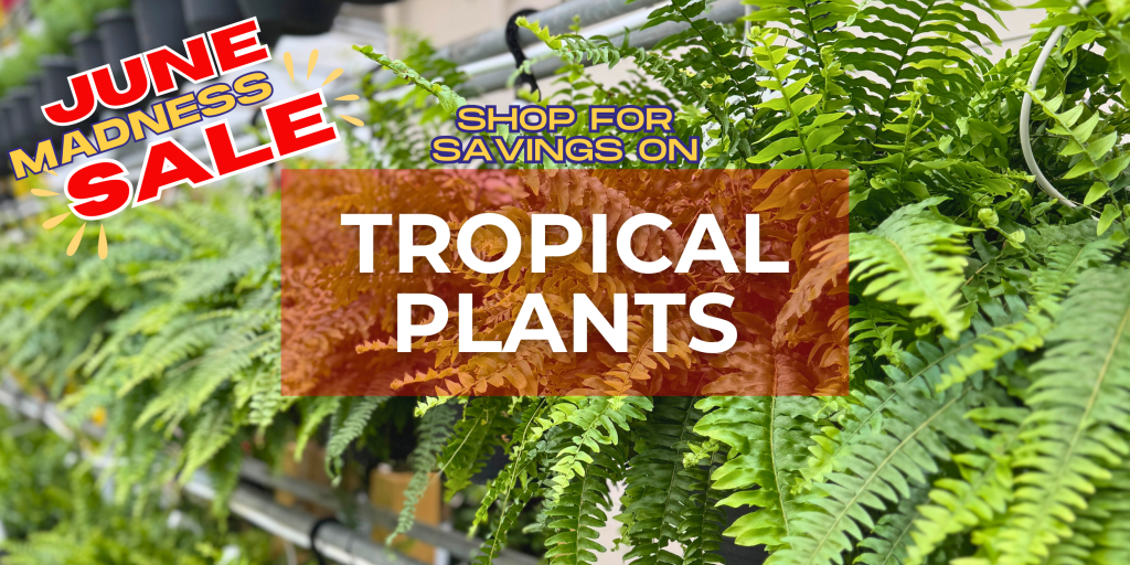 Tropical plants on sale at TERRA Greenhouses