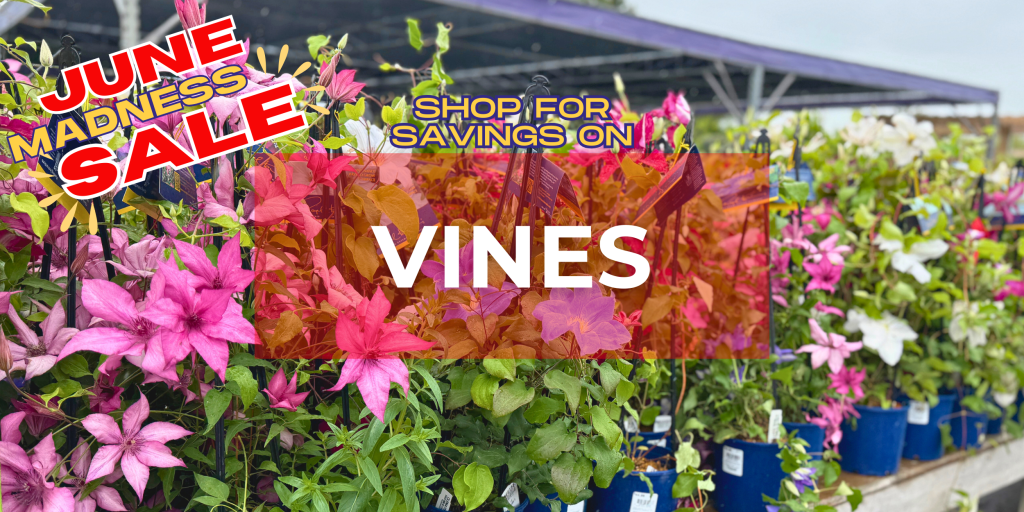 Vines like flowering clematis on sale at TERRA Greenhouses