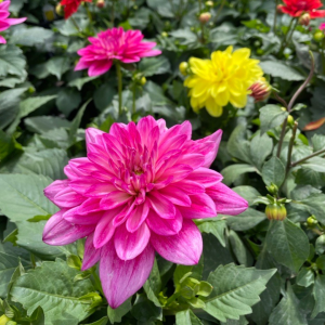 Dahlia - Growers Choice (6"pot)