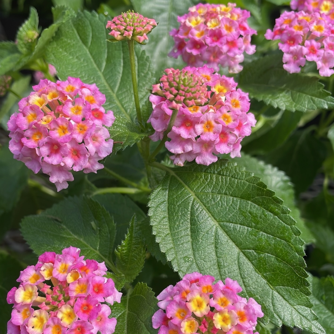 Lantana - Grower's Choice (6" pot)